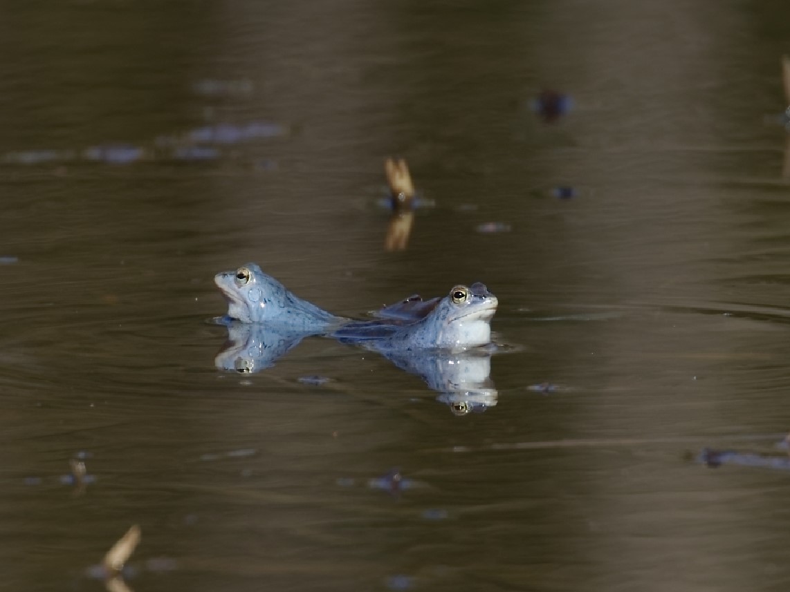 Wenn die Frösche einen auf "blau" machen...