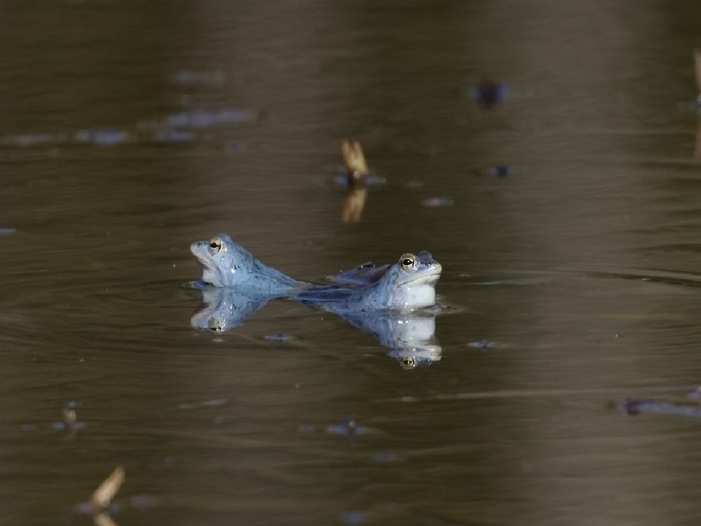 Wenn die Frösche einen auf "blau" machen...