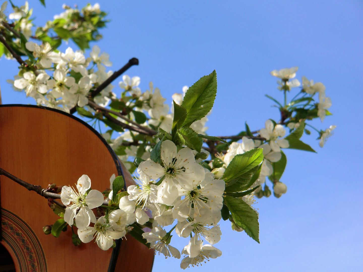 Wenn die Gitarre Blüten treibt