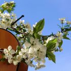 Wenn die Gitarre Blüten treibt