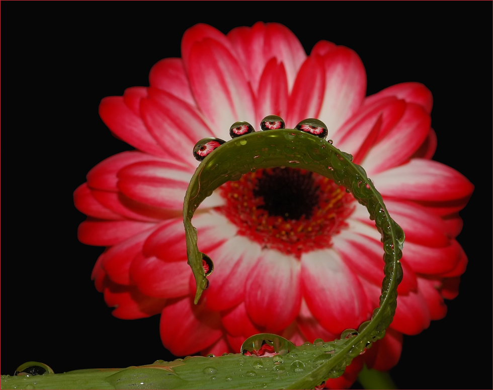 Wenn die Gondeln Blumen tragen