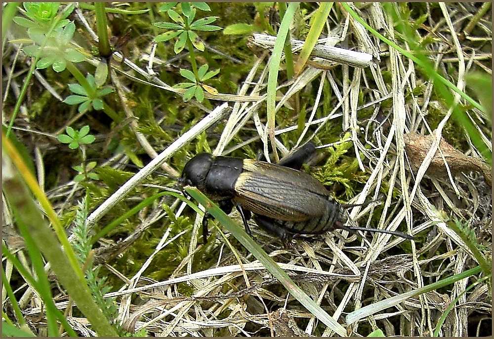 Wenn die Grillen zirpen Foto & Bild | natur, olympus, insekten Bilder auf fotocommunity
