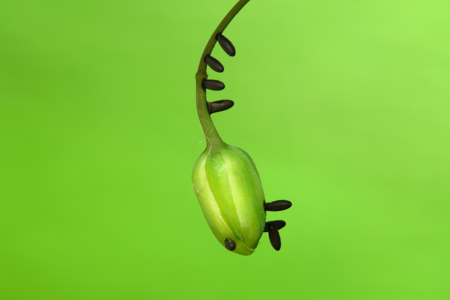 Wenn die Hähnchen Eier legen