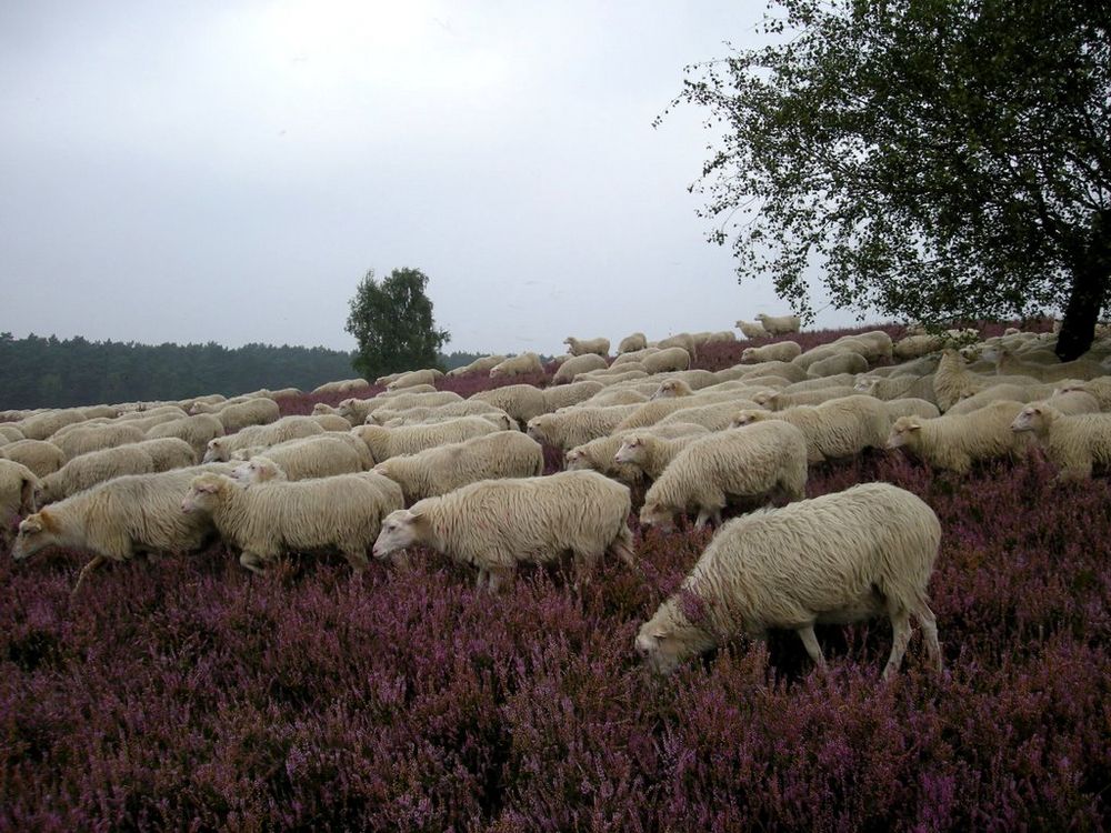 Wenn die Heide blüht