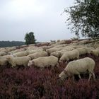 Wenn die Heide blüht