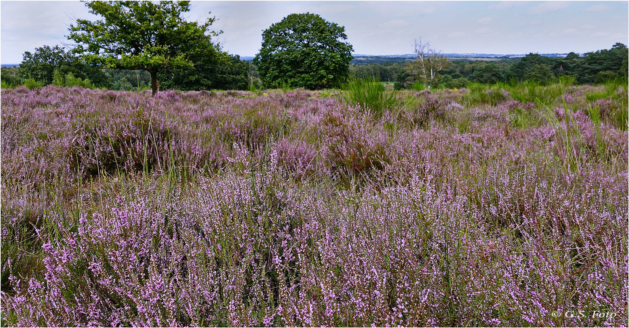 Wenn die Heide blüht ...