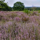 Wenn die Heide blüht ...