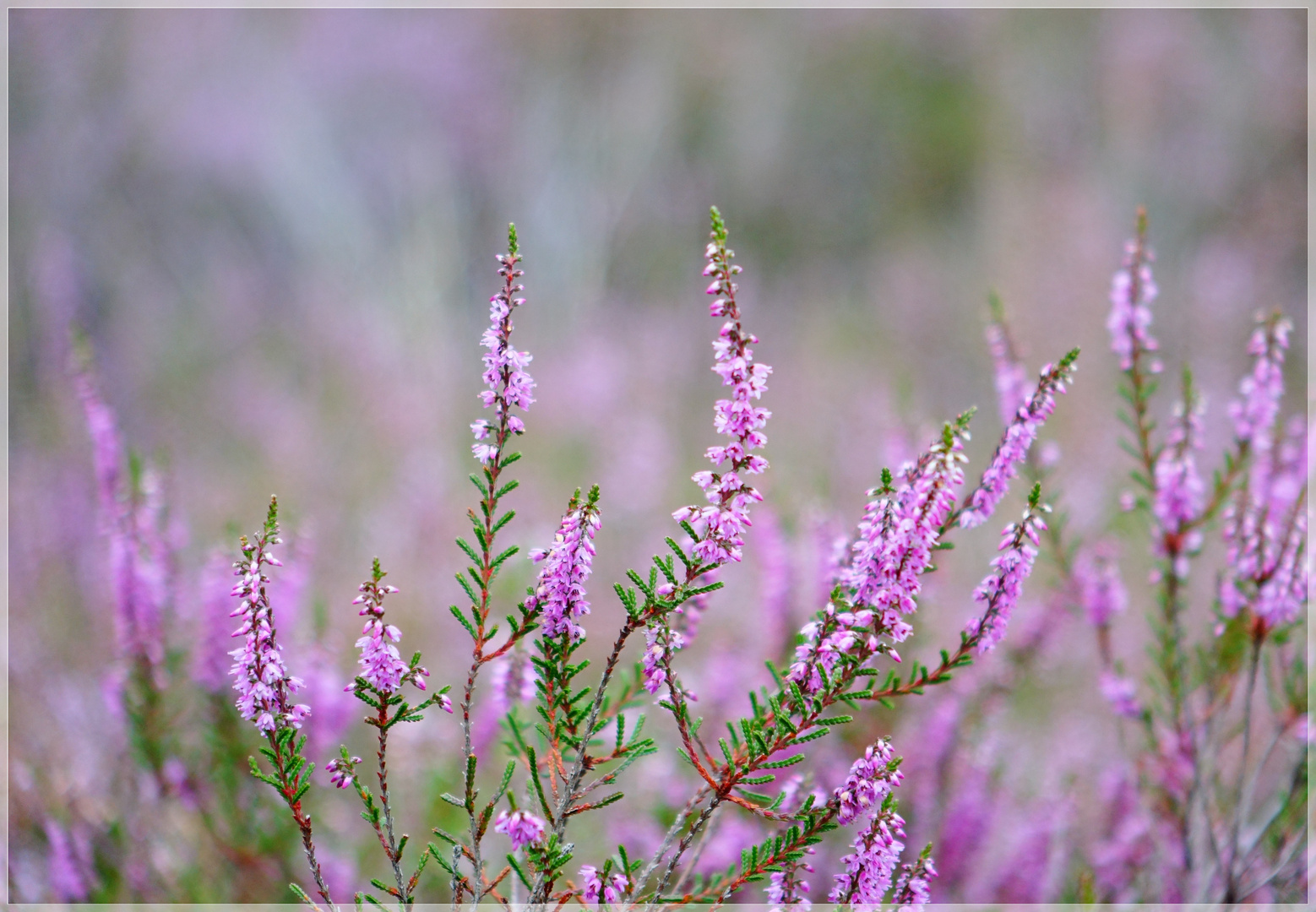 Wenn die Heide blüht... Foto & Bild spezial, sommer, natur Bilder auf