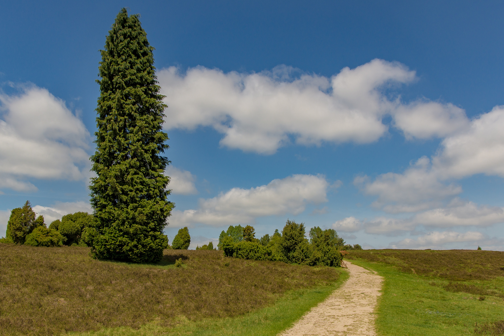 Wenn die Heide blüht II