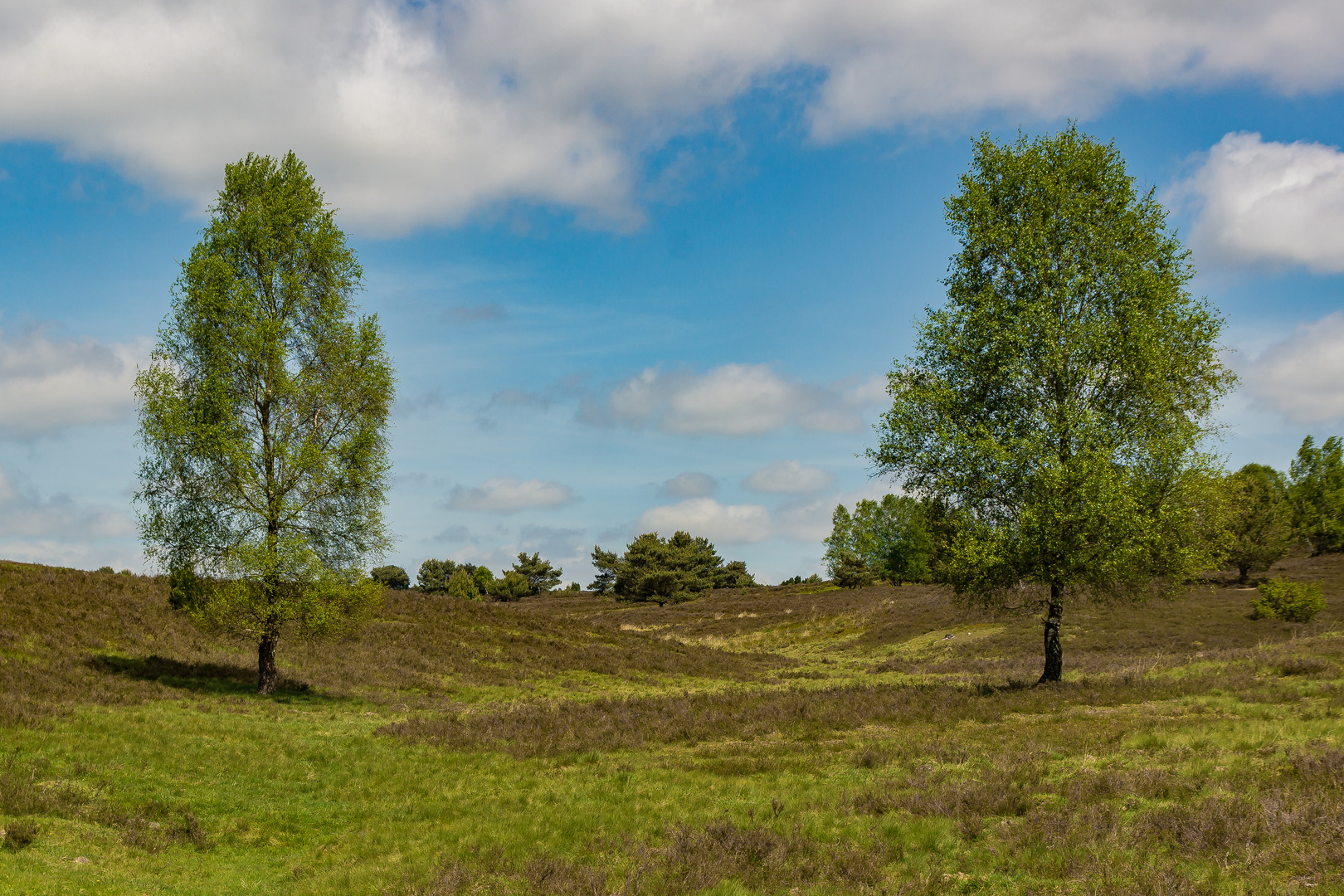 Wenn die Heide blüht III