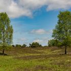 Wenn die Heide blüht III