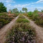 Wenn die Heide blüht in Mecklenburg