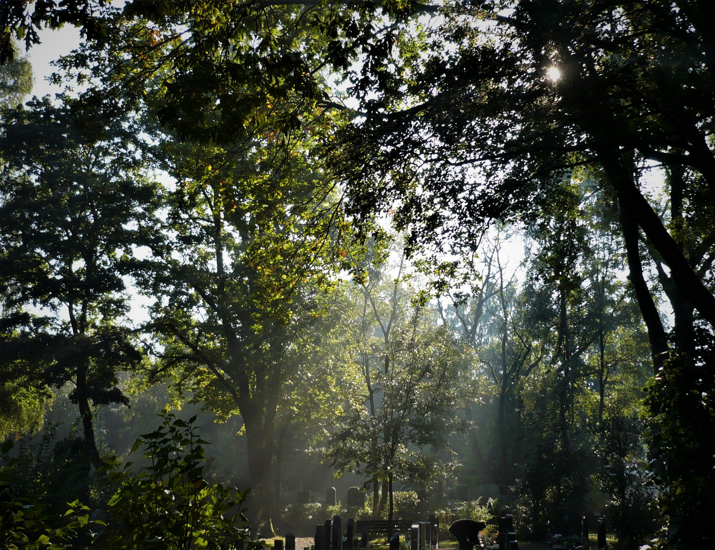 -- wenn die Herbstnebel aufsteigen  ..  ..  -