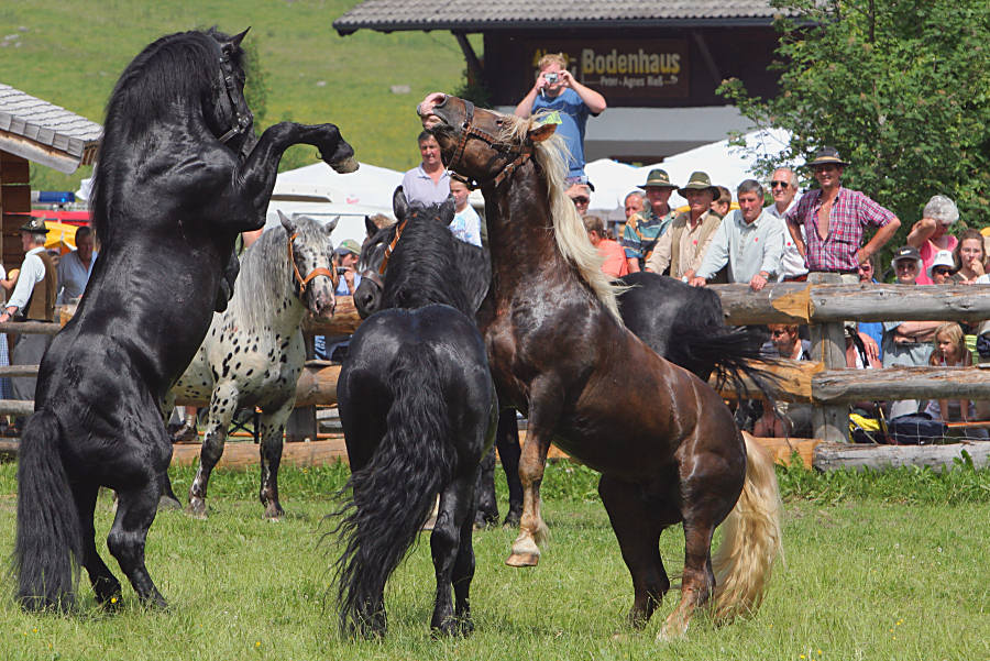 Wenn die Hufe treffen