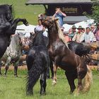 Wenn die Hufe treffen