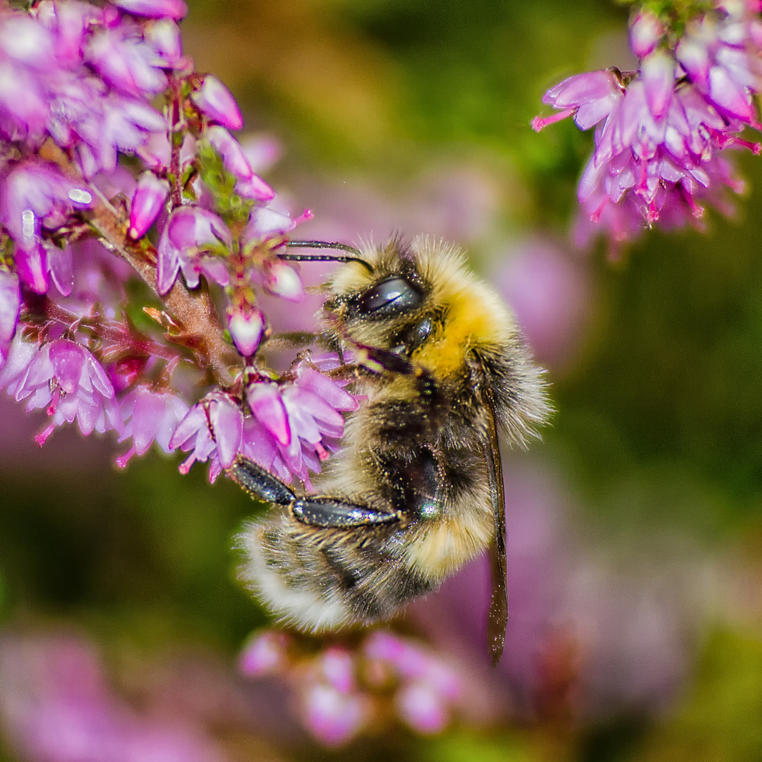 Die Hummel Die Hummel