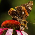 Wenn die Hummel mit dem Schmetterling...