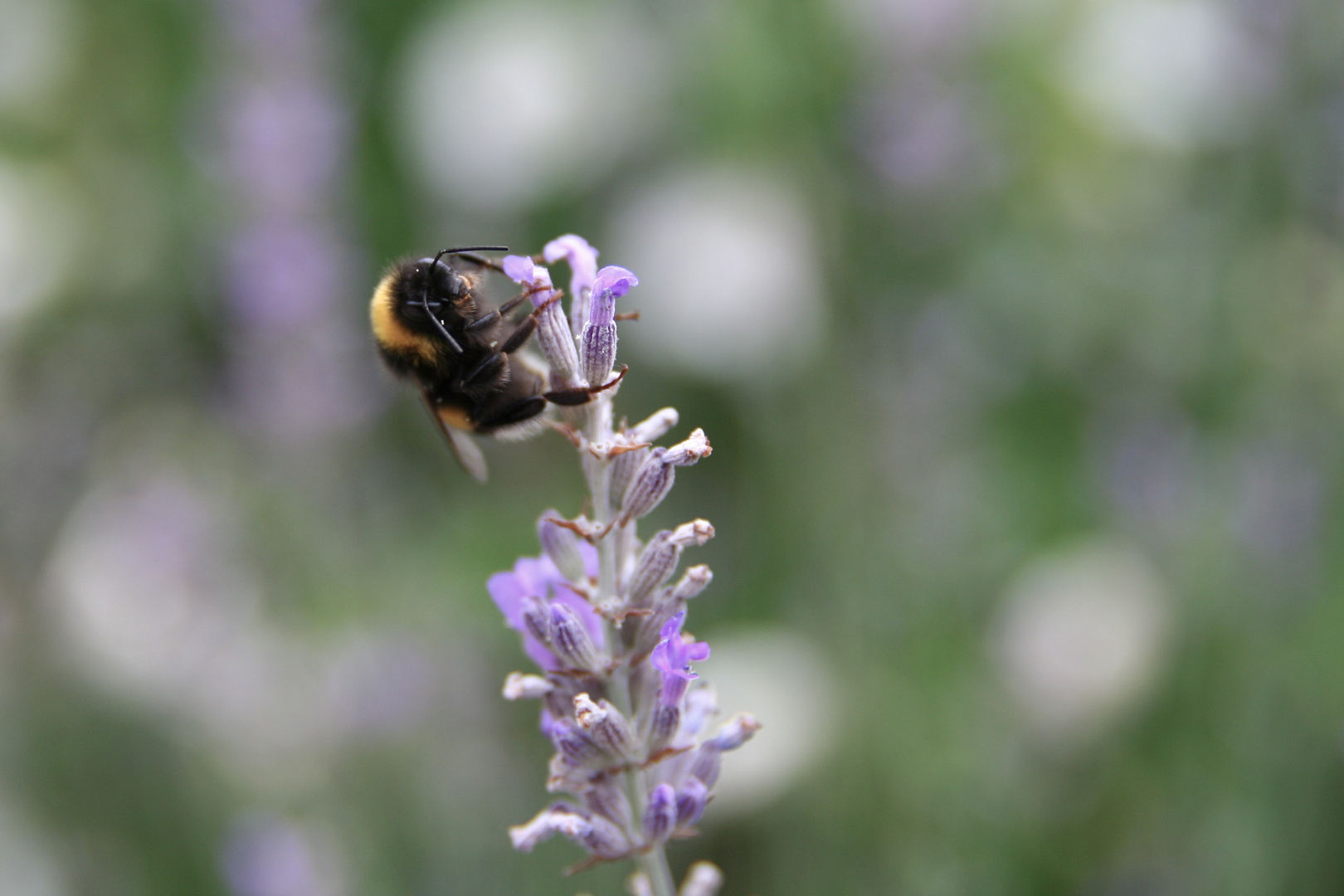 Wenn die Hummel still hält ...