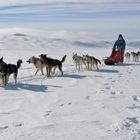 ...wenn die Hunde laufen können sind sie zufrieden