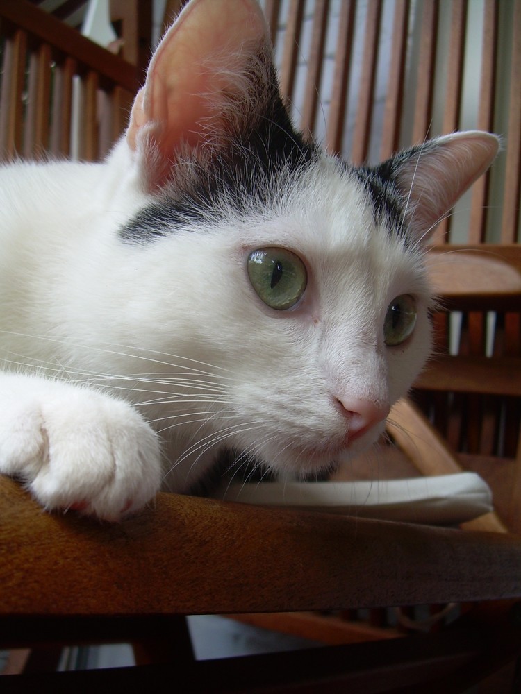 "wenn die katze aus dem haus ist, tanzen die mäuse auf dem tisch''