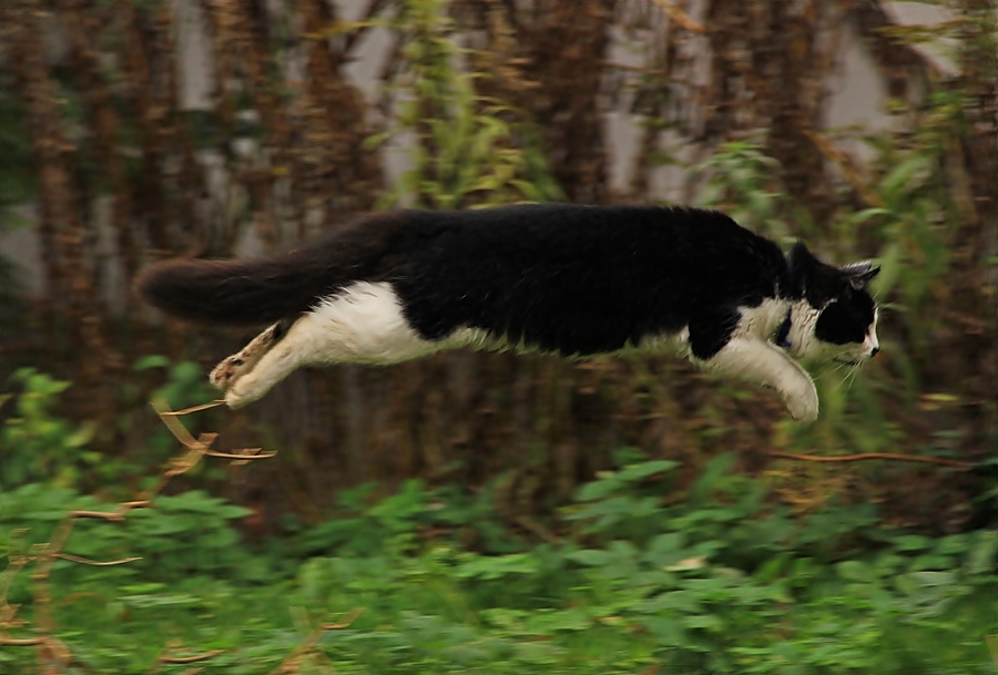 Wenn die Katzen tief fliegen, ...