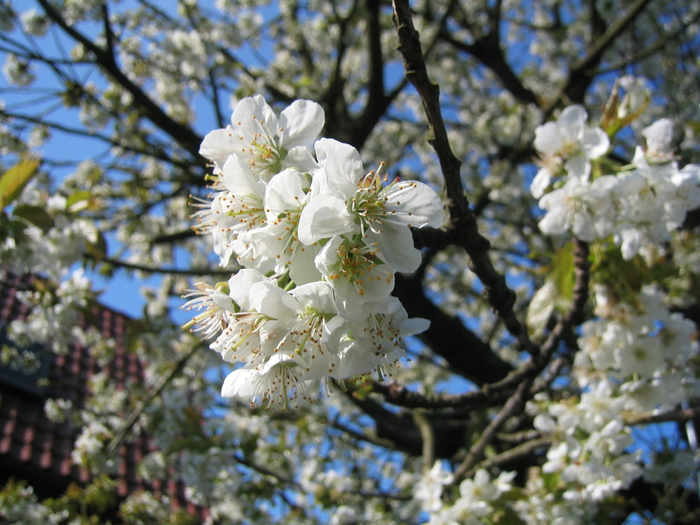 Wenn die Kirsche schmeckt wie die Blüte aussieht ...