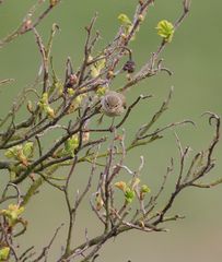 Wenn die Knospen aufspringen...