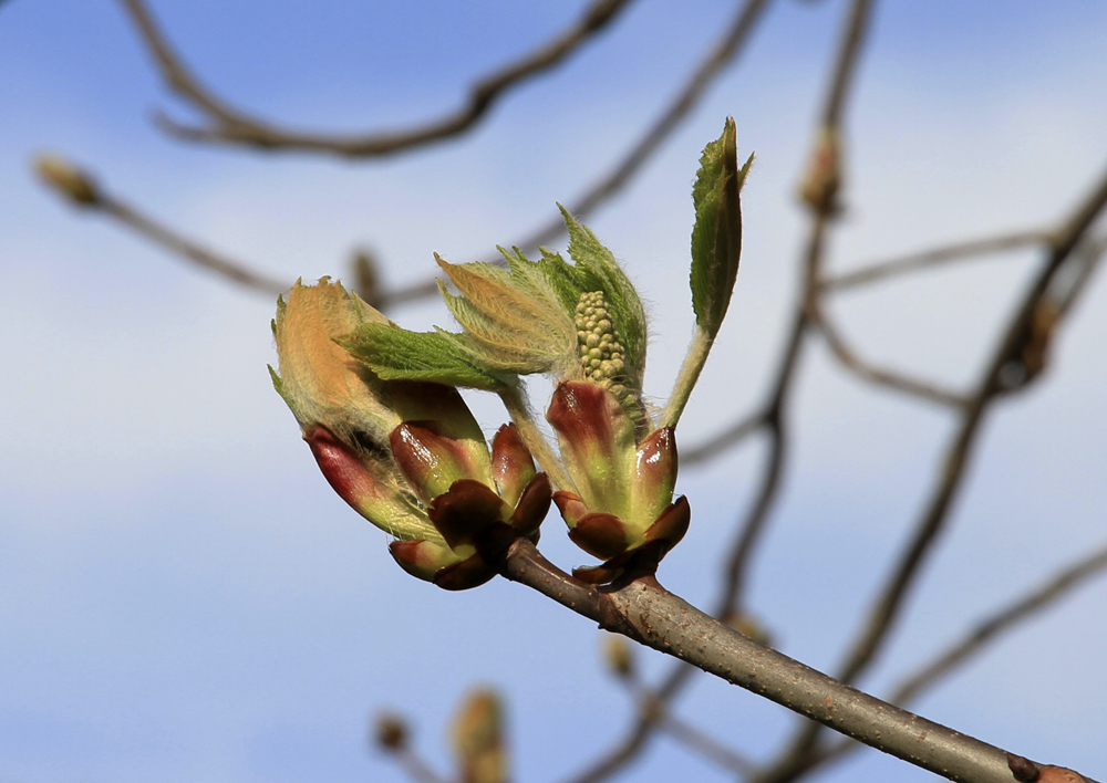 Wenn die Knospen knallen . . .