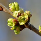 Wenn die Knospen springen ...