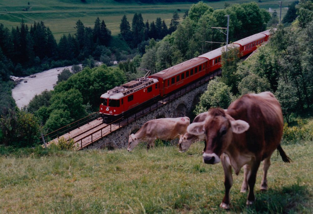 Wenn die Kühe Nummern brauchen