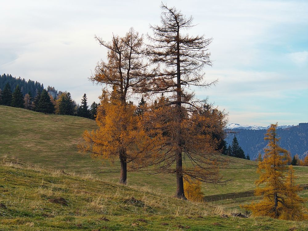 " Wenn die Lärchen glühen "