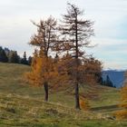 " Wenn die Lärchen glühen "