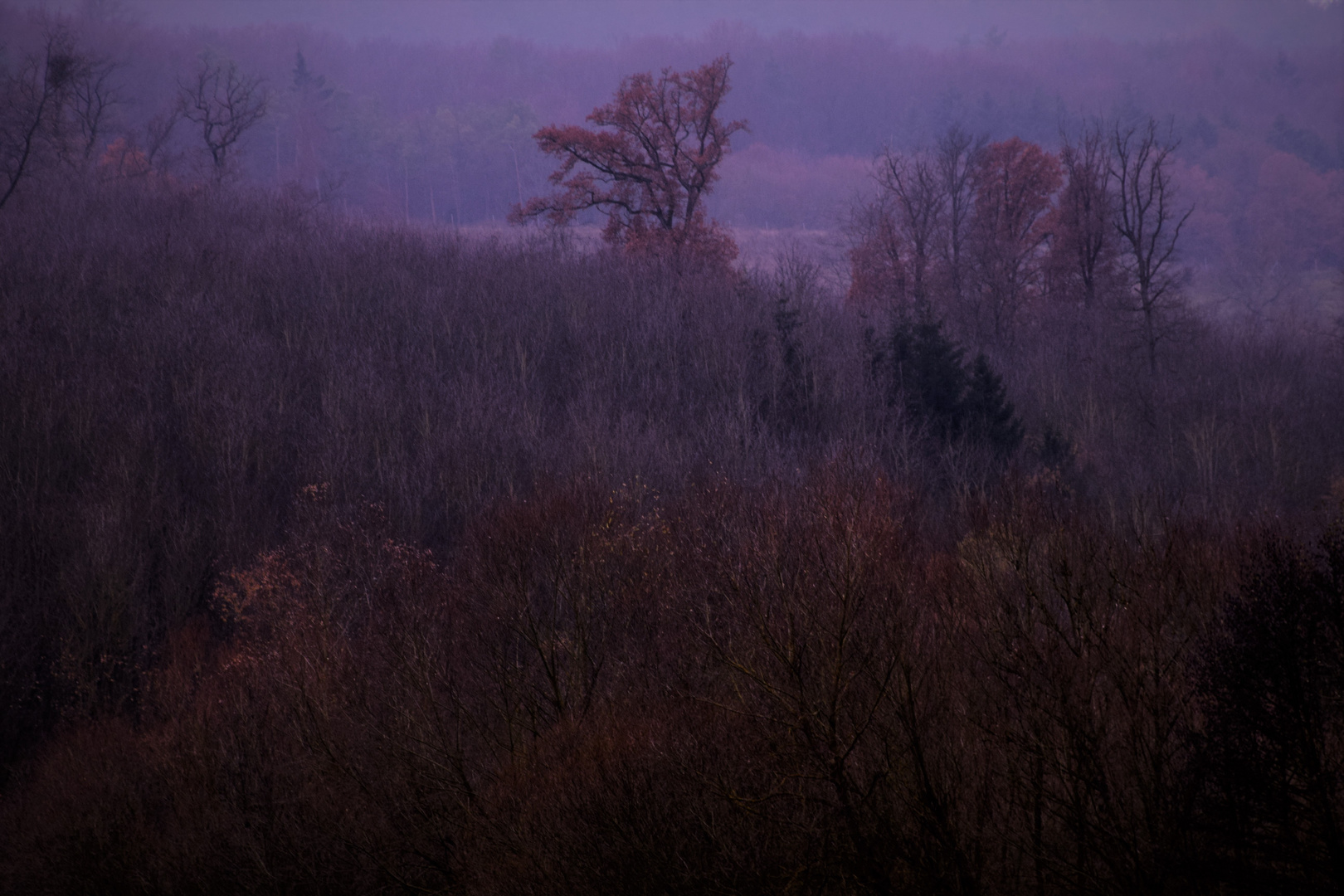 Wenn die Liebe der Natur .......