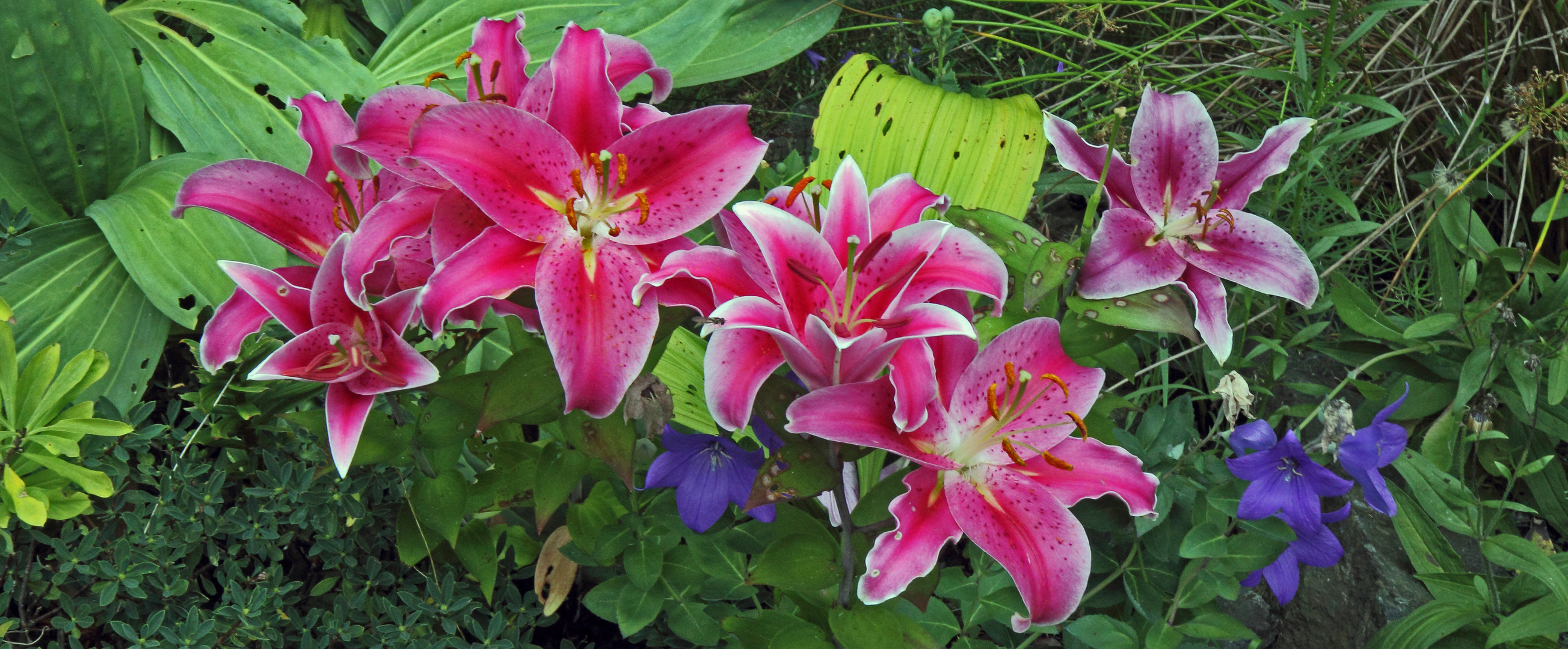 Wenn die Lilien zur selben Zeit blühen hat der Fotograf seine Freude