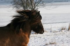 Wenn die Mähne im Wind fliegt....