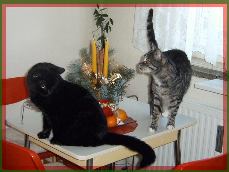 Wenn Die Mause Aus Dem Haus Sind Tanzen Die Katzen Auf Dem Tisch