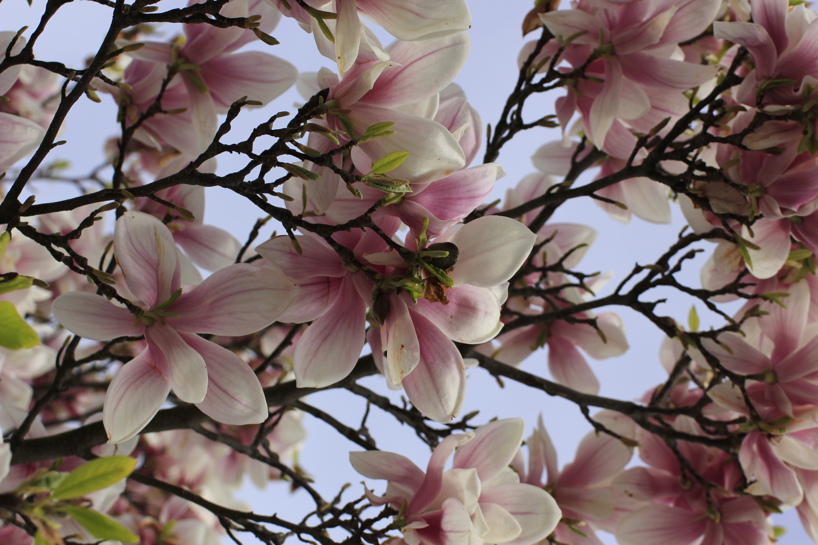 wenn die magnolien blühen......