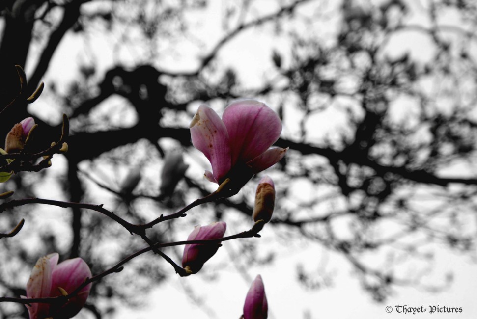 Wenn die Magnolien blühen.....