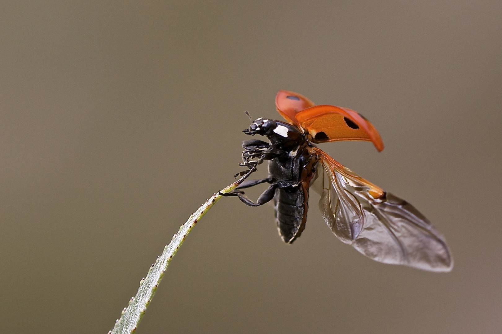 Wenn die Marienkäfer noch fliegen ...