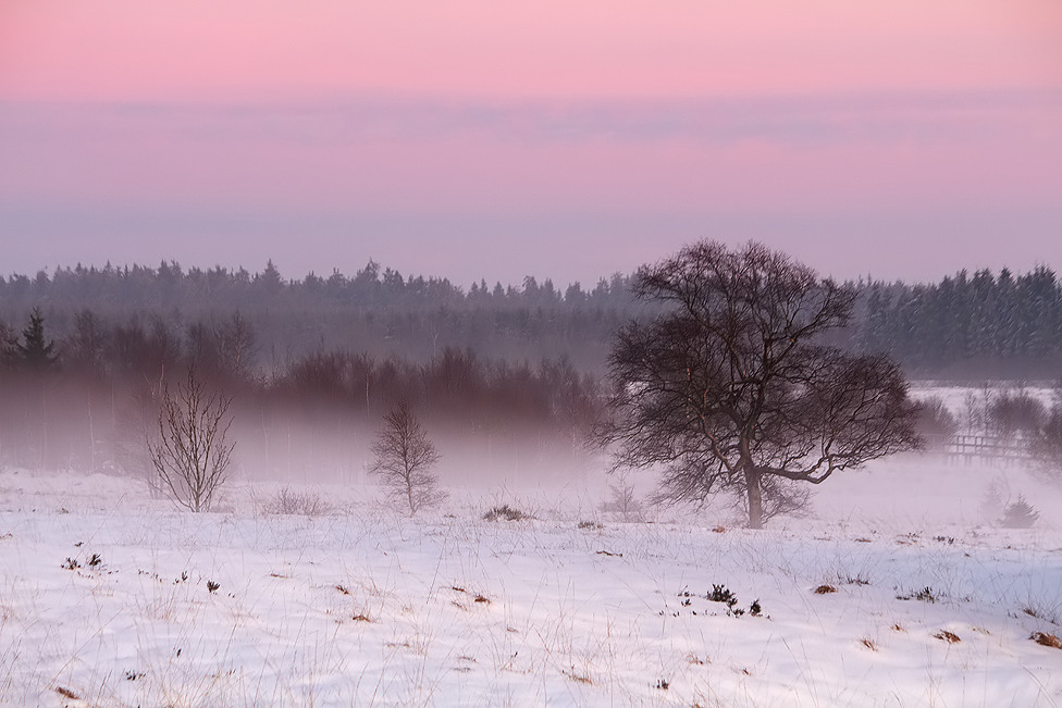 Wenn die Moornebel aufziehen . . .