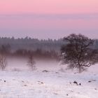 Wenn die Moornebel aufziehen . . .