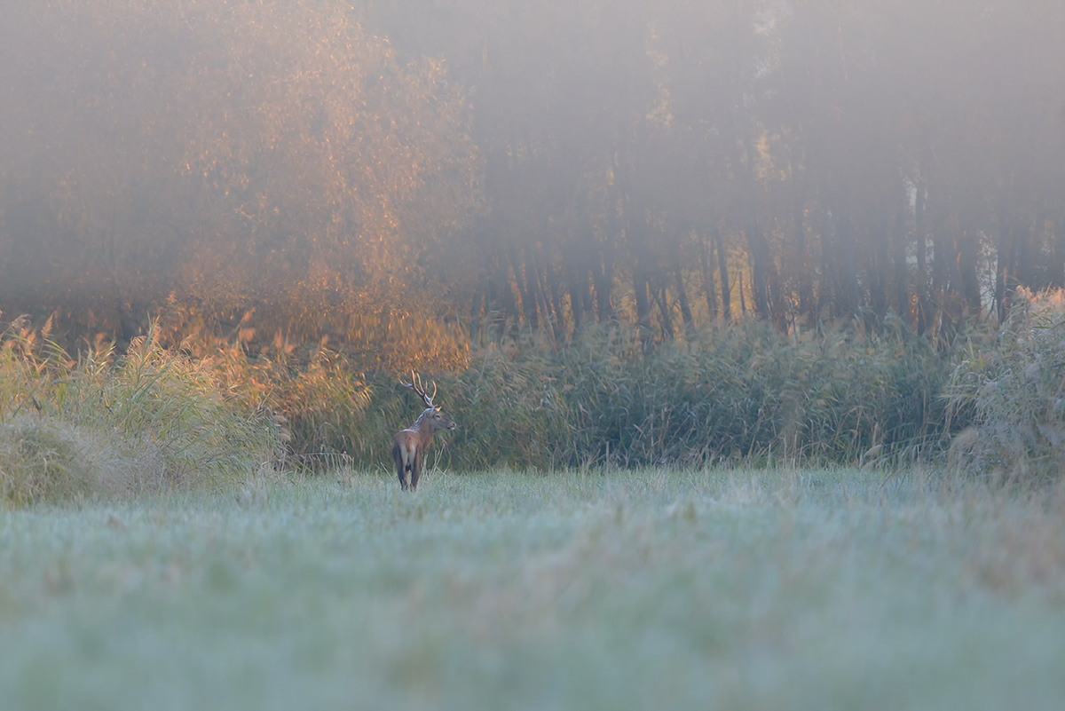 Wenn die Morgennebel gen Himmel wallen