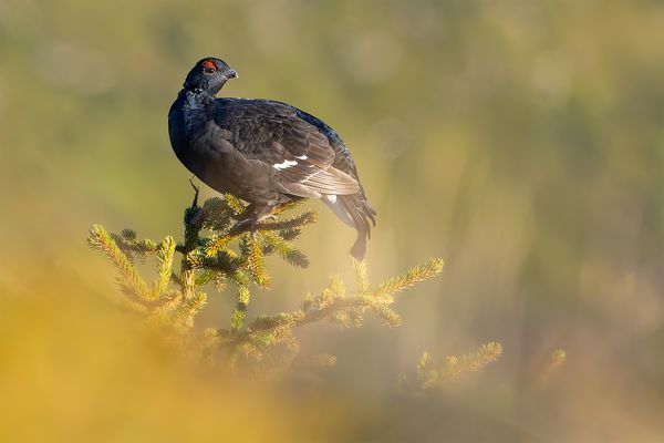 "Wenn die Morgensonne kommt...."