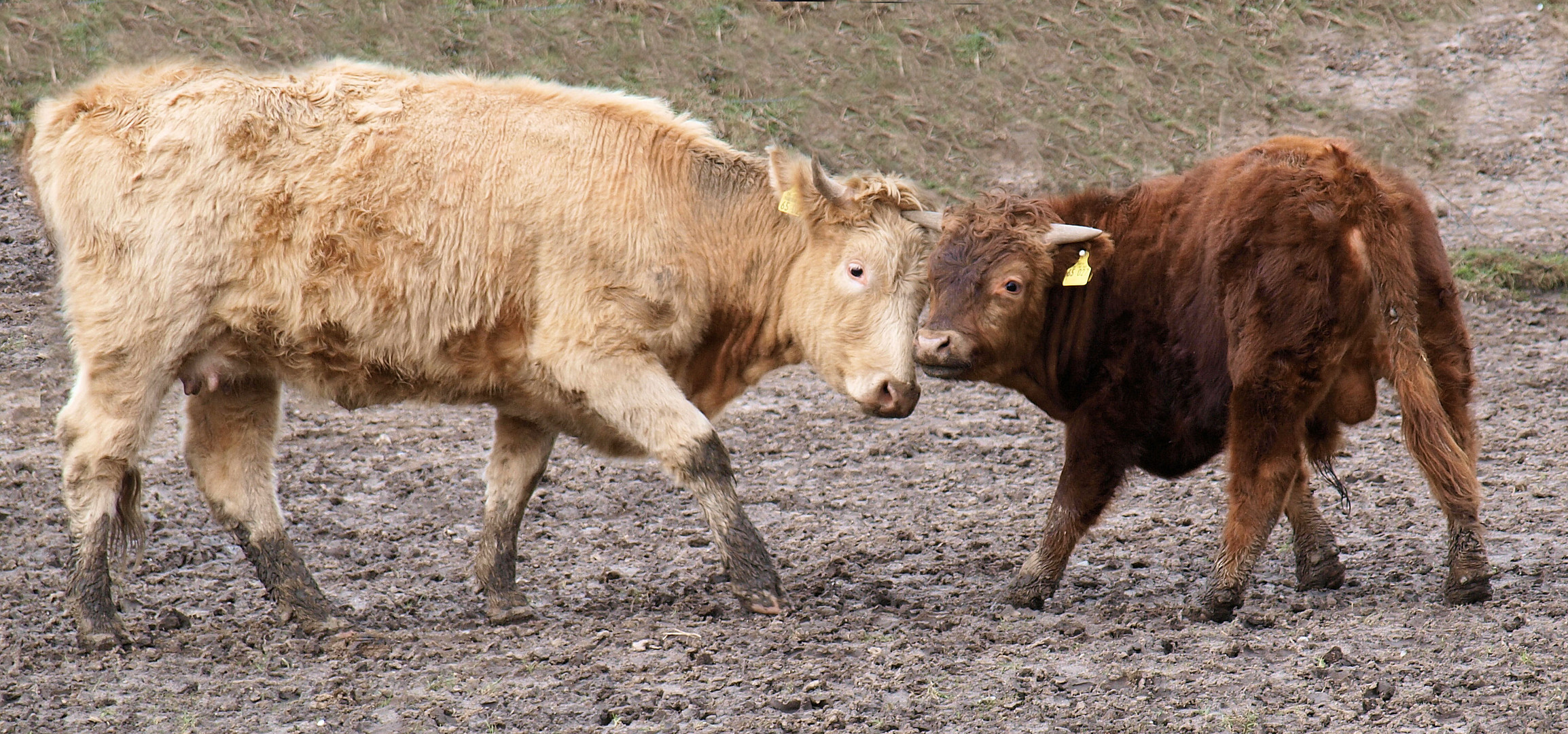 Wenn die Mutter mit dem Sohn....