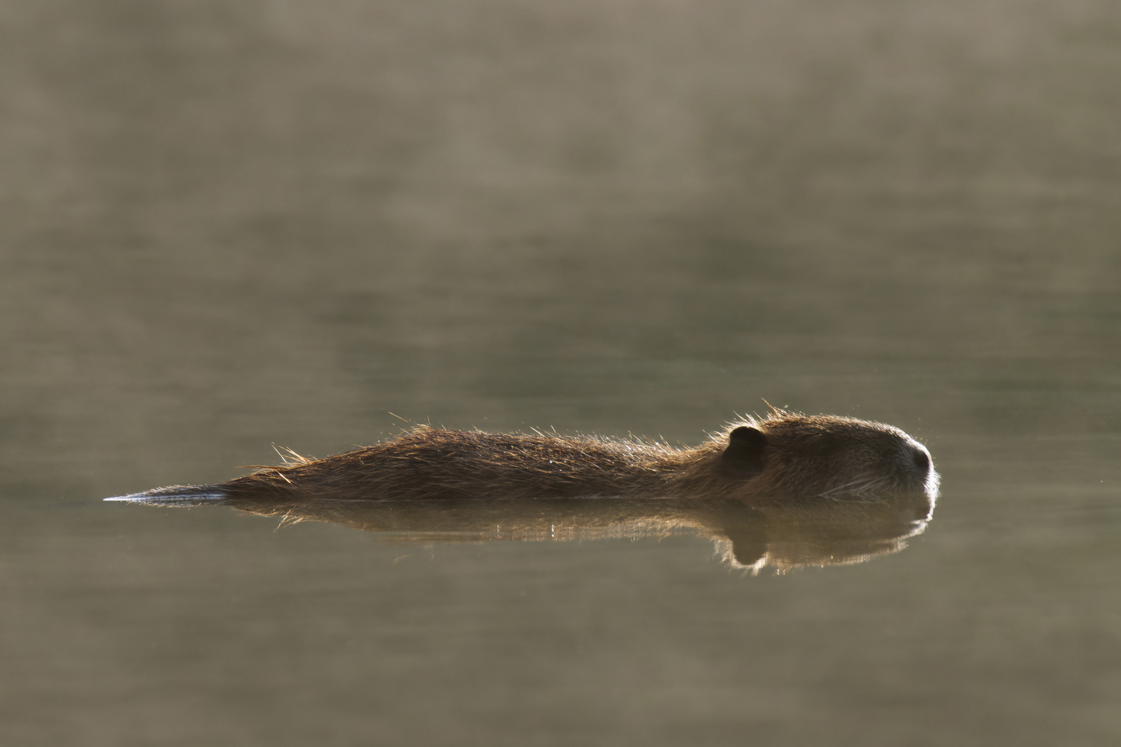 Wenn die Nächte kühler werden..  Nutria (Myocastor coypus) am Morgen