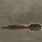 Wenn die Nächte kühler werden..  Nutria (Myocastor coypus) am Morgen