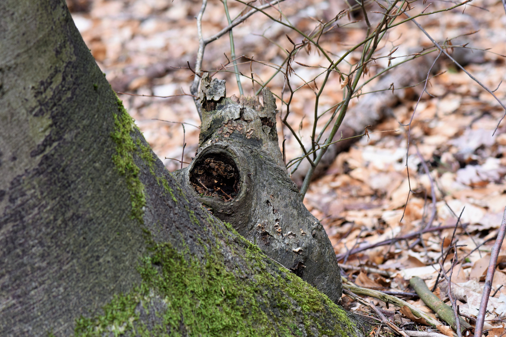 Wenn die Natur ......