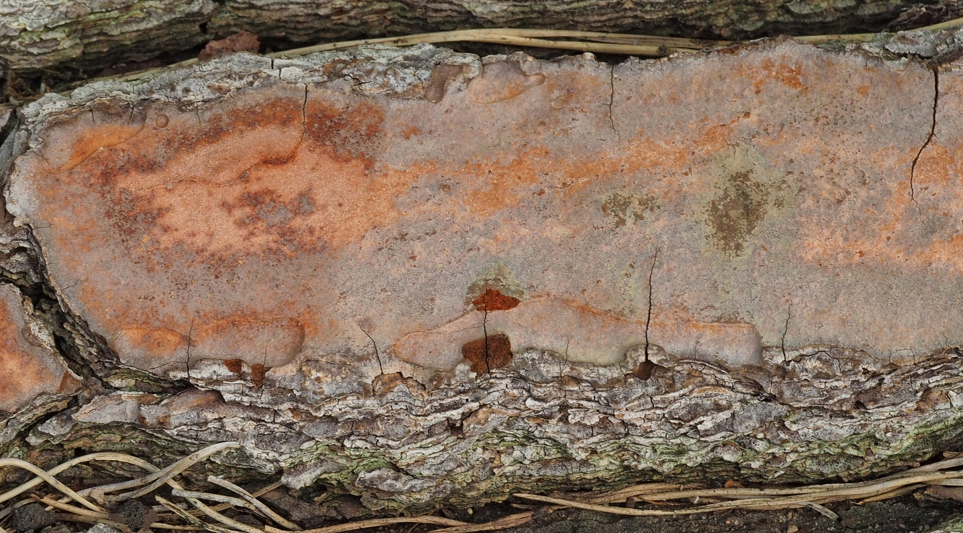 wenn die Natur Bilder macht ...