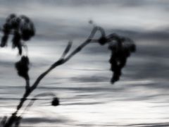 ... wenn die natur bilder malt 