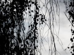 ... wenn die natur bilder malt